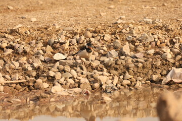 Pied Starling