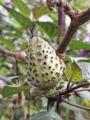 Purple datura fruit on the tree. The fruit of the purple datura is a spiny capsule, also known as a prickly burr or downy thorn-apple