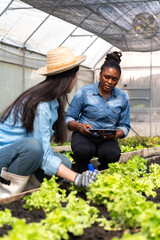 Children learn how to grow and care for vegetables in a greenhouse, with teachers teaching them closely.