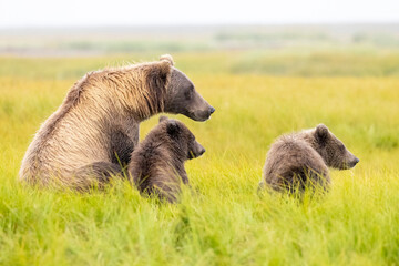 A mother coastal brown bear with cubs in Katmai National Park in Alaska.
