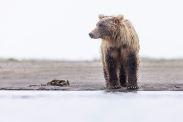 Coastal brown bear fishing for salmon in Hallo Bay in Katmai National Park in Alaska.