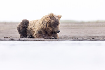 Coastal brown bear fishing for salmon in Hallo Bay in Katmai National Park in Alaska.