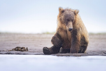 Coastal brown bear fishing for salmon in Hallo Bay in Katmai National Park in Alaska.