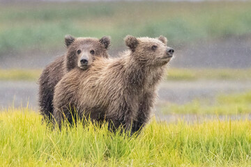 Coastal brown bear cubs in Katmai National Park in Alaska © Patrick