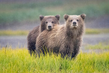 Coastal brown bear cubs in Katmai National Park in Alaska © Patrick