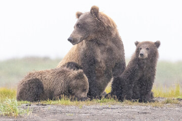 A mother coastal brown bear with cubs in Katmai National Park in Alaska.