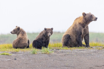 A mother coastal brown bear with cubs in Katmai National Park in Alaska.