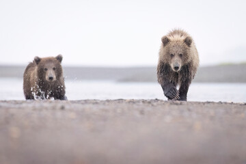 Coastal brown bear cubs in Katmai National Park in Alaska © Patrick