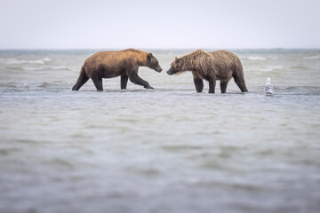 Wild coastal brown bear fishing for salmon in Katmai National Park in Alaska.