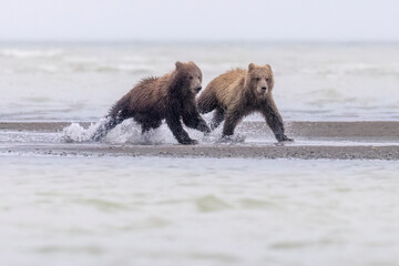Coastal brown bear cubs in Katmai National Park in Alaska