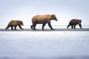 A mother coastal brown bear with cubs in Katmai National Park in Alaska.