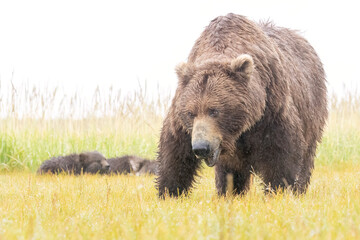 A mother coastal brown bear with cubs in Katmai National Park in Alaska.