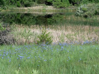 Blue Flax wildflowers in a grassy meadow near a marsh, Boulder, Colorado