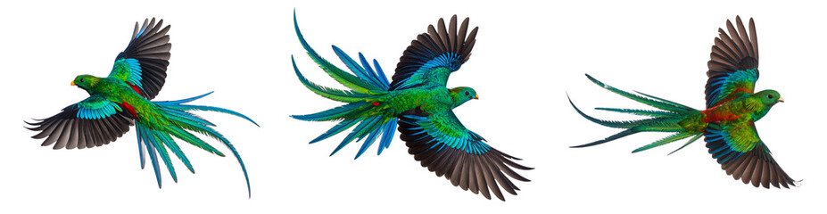 Obraz premium Resplendent Quetzal soaring sideways with vibrant tail feathers, isolated on transparent background