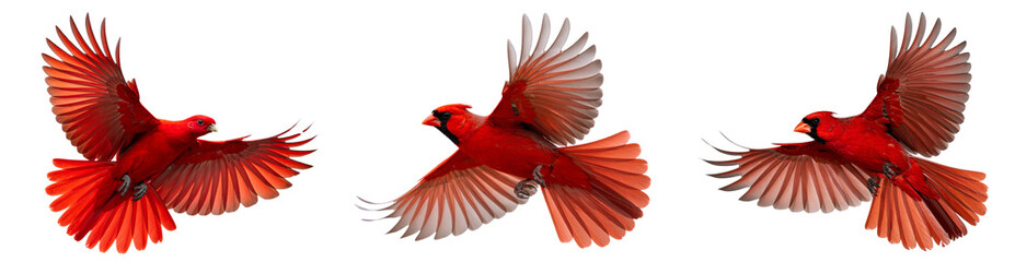 Obraz premium Side angle view of red Liver bird in flight with wings fully extended, isolated on transparent background