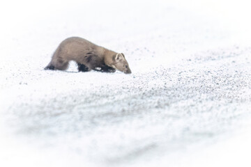 A wild pine marten in Sax-Zim Bog in Minnesota.