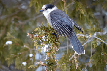 A wild Canada jay perched in a tree in Sax-Zim Bog in Minnesota.