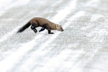 A wild pine marten in Sax-Zim Bog in Minnesota.