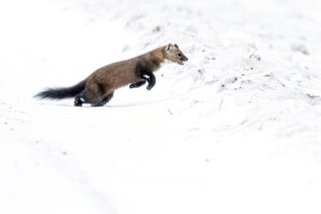 A wild pine marten in Sax-Zim Bog in Minnesota.