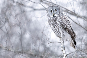 A wild great grey owl in Sax-Zim Bog in Minnesota.