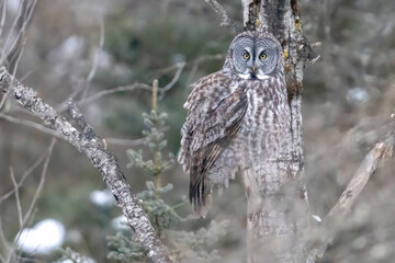 A wild great grey owl in Sax-Zim Bog in Minnesota.