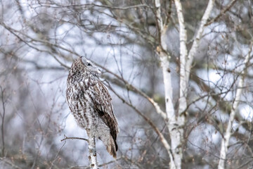 A wild great grey owl in Sax-Zim Bog in Minnesota.