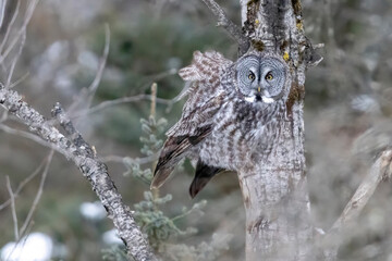 A wild great grey owl in Sax-Zim Bog in Minnesota.