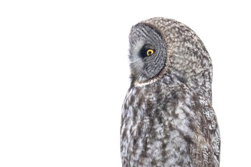 A wild great grey owl in Sax-Zim Bog in Minnesota.