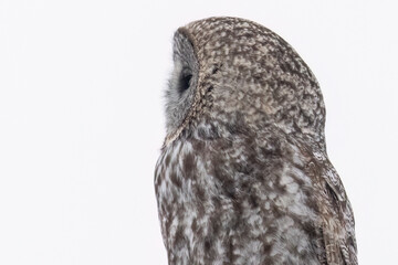 A wild great grey owl in Sax-Zim Bog in Minnesota.