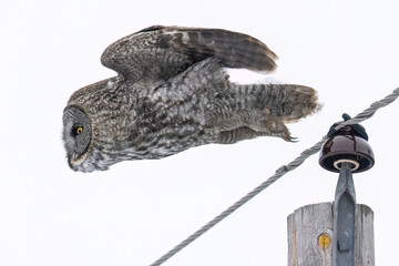 A wild great grey owl in Sax-Zim Bog in Minnesota.