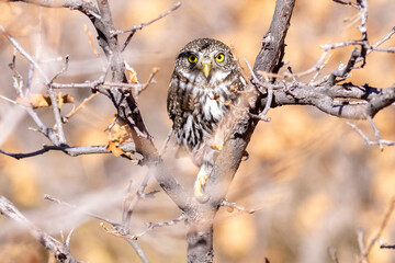 A wild northern pygmy owl perched in a tree in a park in Colorado.