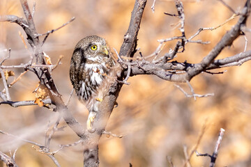 A wild northern pygmy owl perched in a tree in a park in Colorado.