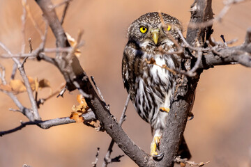 A wild northern pygmy owl perched in a tree in a park in Colorado.