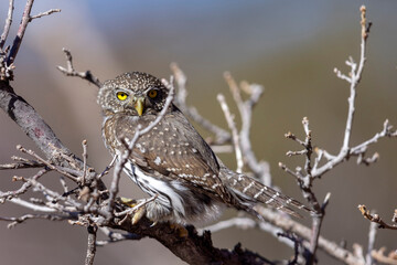A wild northern pygmy owl perched in a tree in a park in Colorado.