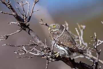 A wild northern pygmy owl perched in a tree in a park in Colorado.