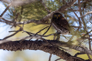A wild northern pygmy owl perched in a tree in a park in Colorado.