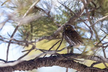 A wild northern pygmy owl perched in a tree in a park in Colorado.