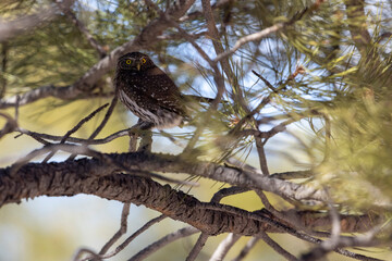 A wild northern pygmy owl perched in a tree in a park in Colorado.