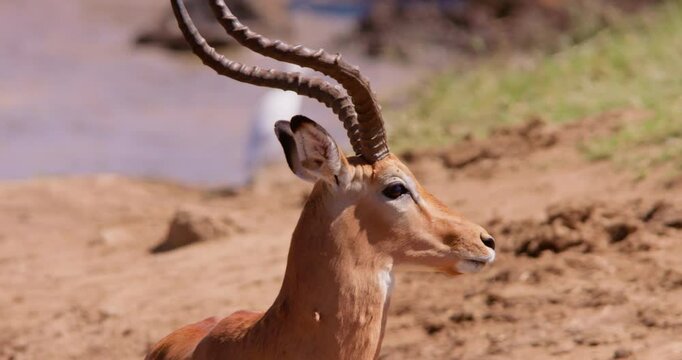 Close-up of a male Impala's ( Aepyceros melampus ) head scanning around in a waterhole in the savannah grassland at midday in Kenya