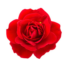 Naklejka premium Single red rose blossom isolated on transparent background
