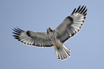 Large bird of prey soaring against clear blue sky with wings fully spread showcasing patterned feathers and focused gaze