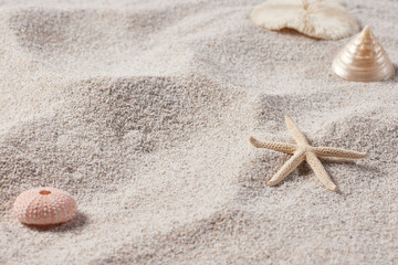 Seashells and Starfish on Soft Beach Sand – Minimal Summer Nature Background.
