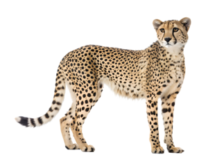 cheetah standing full body on white background