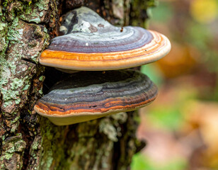 Fototapeta premium Two vividly colored bracket fungi grow side by side on the bark of a tree in a forest, showcasing layered textures and hues in natural surroundings.