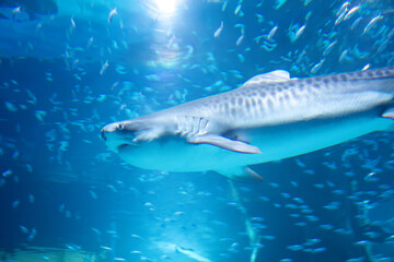 Fototapeta premium A Tiger Shark at a local aquarium