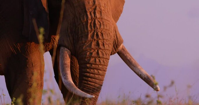 Close-up tilt of an African Bush Elephant (Loxodonta africana) head grazing in the grassland against a magenta sky in kenya 