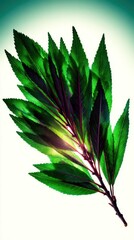 Vibrant green leaves on white background