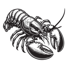 Fresh lobster vector image