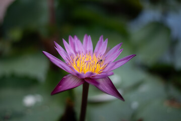 pink lotus flower