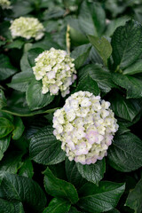 Pastel Hydrangeas in a Lush Green Garden
